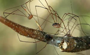 Бои за самку