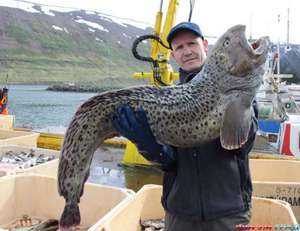 Морской волк - так называют зубатку