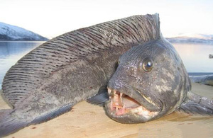 Чем интересна рыба зубатка