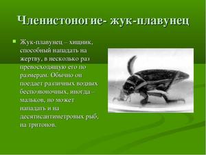 Внешний видд жука плавунца