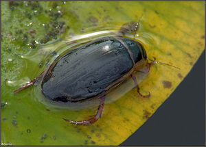 Питание плавунцов