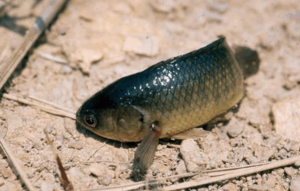 Рыба-ползун почему так называется