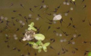 Разведение анабиса в аквариуме