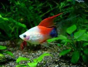 Аквариумная рыбка пецилия
