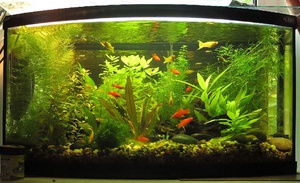 Содержание пецилий в общем аквариуме