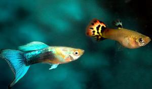 Пецилия содержание и разведение