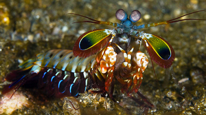 Рак-богомол: удивительные факты о морском хищнике