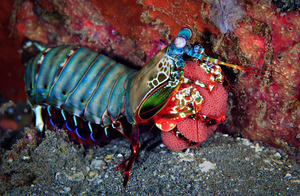 Особенности рака-богомола