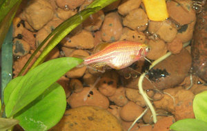 Признаки ожирения рыбки