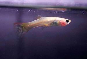 Микобактериоз: симптомы