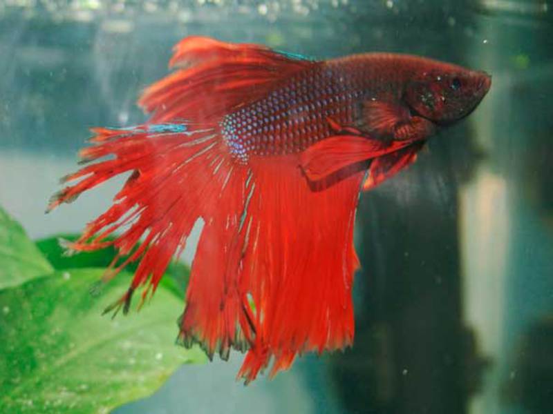 Плавниковая гниль Плавниковая гниль: симптомы