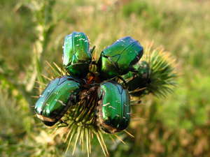 Вредительство бронзовки