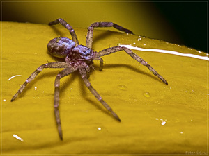 Почему у паука целых 8 лап