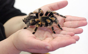 Птицеед в домашних условиях