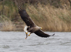 Питание орлана-белохвоста