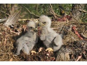 Размножение орлов-белохвостов