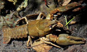Чем питаются раки в природе и в аквариуме: рацион и кормление