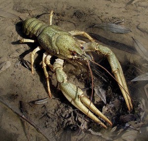 Корм для раков