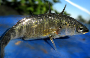 Фото рыба колюшка