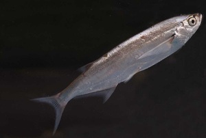 Среда обитания рыбы чехонь