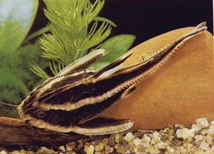 Полосатый сом 