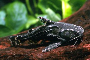 Сомики в домашнем аквариуме - уход