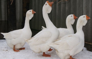 Вольер для гусей – оптимальные размеры