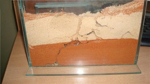 Как содержать муравьев