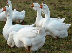 Холмогорские гуси – стоит ли позволять им выгул