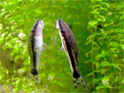 Сомик аквариумный отоцинклюс аффинис