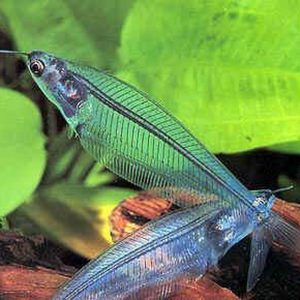 Аквариумные сомики - Стеклянный сом ( Glass catfish)