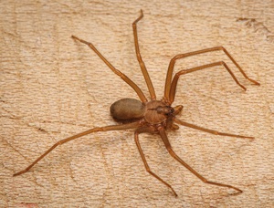 Коричневый паук-отшельник