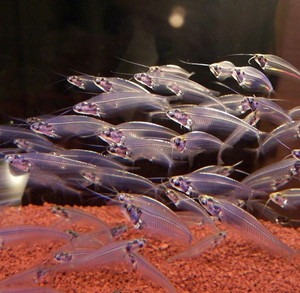 Кормление стеклянноых сомов