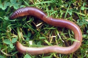 Дождевой червь: роль в экосистеме и особенности строения