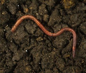 Червь навозный
