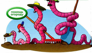 Польза дождевого червяка