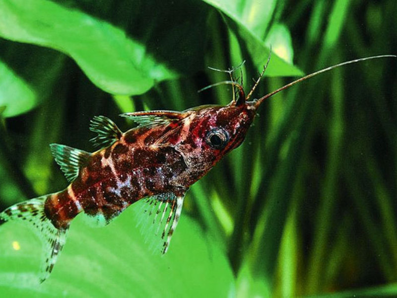 Сомик-перевертыш - Synodontis nigriventris Сомик-перевертыш красноватого окраса