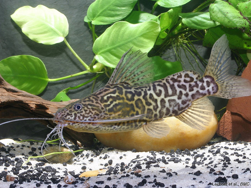 Сом перевертыш синодонтис интересного окраса Сом-перевертыш в домашнем аквариуме