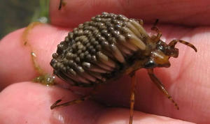 Описане водяного клопа