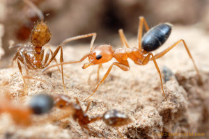 Муравей Азиатский