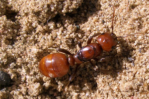 Муравей Кроваво-красный