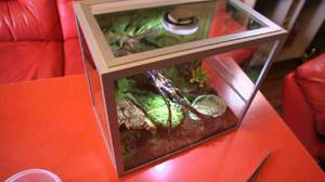 Скорпион в домашних условиях