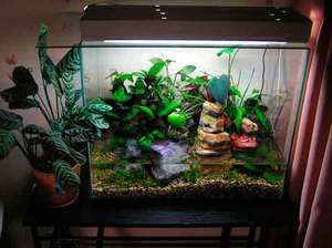 Выбираем аквариум правильно: размер, другие параметры