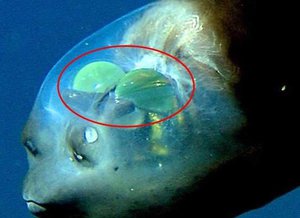 Глаза макропины имеют необычное строение