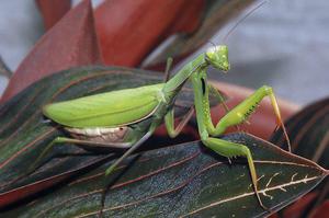  обыкновенный богомол