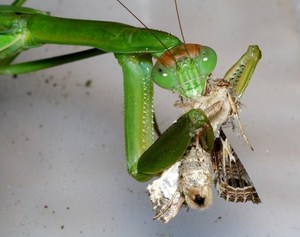 Рацион самки богомола 