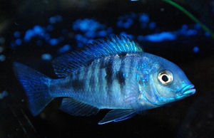 Голубой дельфин — красивые рыбы для аквариума