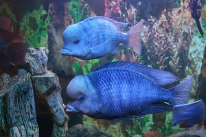 Дельфин голубой: размеры аквариума, питание и уход