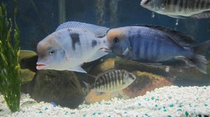 Аквариумный голубой дельфин: как правильно ухаживать