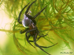 Интересное фото: паук-серебрянка в воде